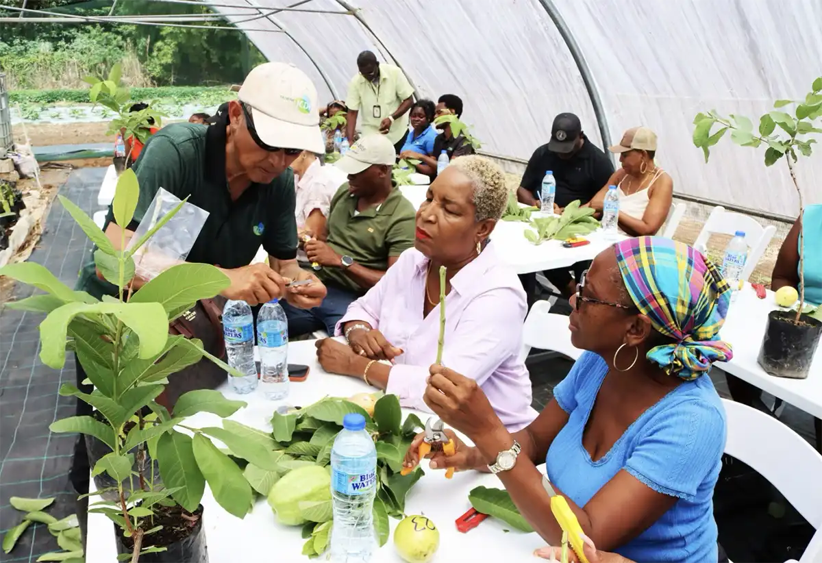 Taiwan Technical Mission Hosts Successful Guava Grafting Workshop