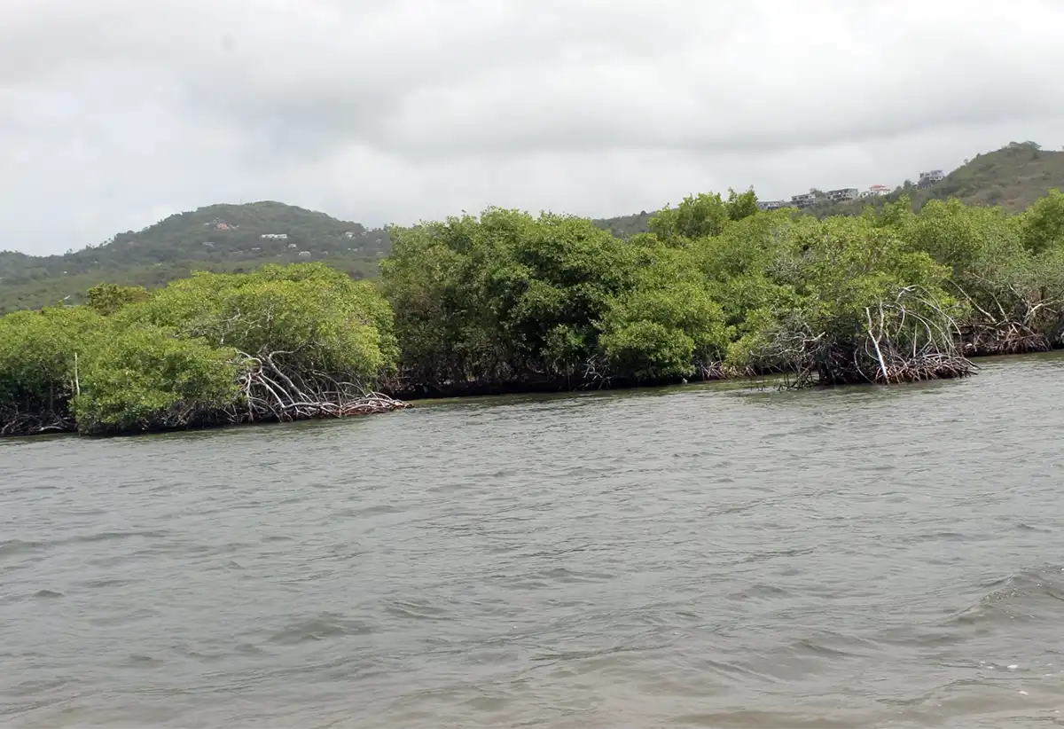 Savannes Bay mangrove environment (Photo credit: THE VOICE)