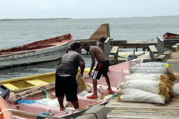 Seamoss farmers offload their products (Photo credit: THE VOICE)