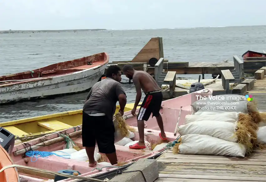 Saint Lucia Elevates Its Sea Moss Industry