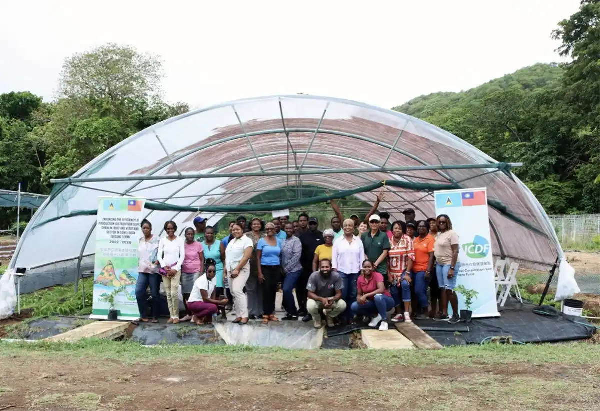 Workshop facilitator, Mr. Johnson Yang, Senior Production Specialist at the Taiwan Technical Mission (TTM), with Ms. Adline Eudovic, Coordinator of the Seven Crops Project, and other participants at the guava grafting workshop at the TTM’s demonstration farm at Union on Tuesday, June 16, 2026.