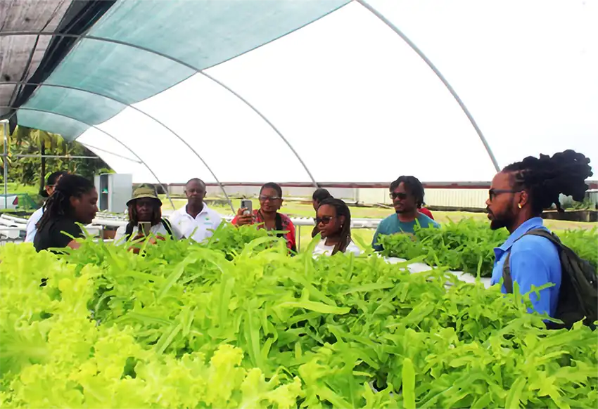 Farmers touring the hydroponics system, where lettuce is also cultivated. 