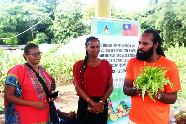 Mr. Edward Wilson, Production Officer with the Taiwan Technical Mission (TTM) in Saint Lucia, at far right, sharing information with farmers regarding the cultivation methods of the varieties of leaf lettuce.