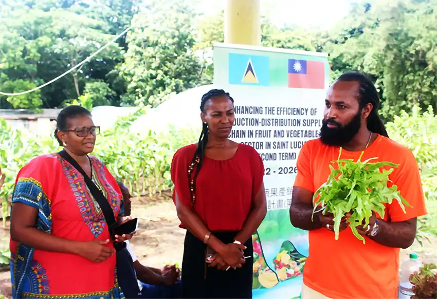 Mr. Edward Wilson, Production Officer with the Taiwan Technical Mission (TTM) in Saint Lucia, at far right, sharing information with farmers regarding the cultivation methods of the varieties of leaf lettuce.